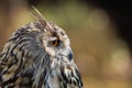 Side profile of a Cape Eagle Owl