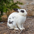 Side profile close up of a black and white wild rabbit Royalty Free Stock Photo