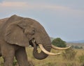 side profile and close-up of bull african elephant using feeding in the wild savannah of the masai mara, kenya Royalty Free Stock Photo