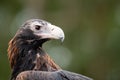 Close up profile shot of Wedge-Tailed Eagle - head, eye and beak