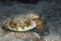 Side profile closeup of a Broadclub Cuttlefish (Sepia latimanus) Royalty Free Stock Photo