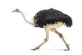 Side profile of a common ostrich walking gracefully, showcasing its long legs, black and white feathers, and distinctive features Royalty Free Stock Photo