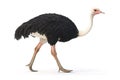 Side profile of a common ostrich walking gracefully, showcasing its long legs, black and white feathers, and distinctive features Royalty Free Stock Photo