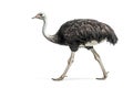 Side profile of a common ostrich walking gracefully, showcasing its long legs, black and white feathers, and distinctive features Royalty Free Stock Photo