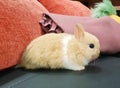 Side profile cute baby netherland dwarf rabbit Royalty Free Stock Photo