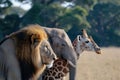 side profile of an elephant, lion and giraffe together. World wildlife day Royalty Free Stock Photo