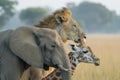 side profile of an elephant, lion and giraffe together. World wildlife day Royalty Free Stock Photo