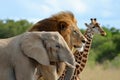 side profile of an elephant, lion and giraffe together. World wildlife day Royalty Free Stock Photo