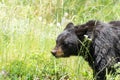 Side profile of a female black bear mama in wildflowers in Yellowstone National Park Wyoming Royalty Free Stock Photo