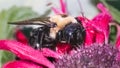 Side profile of a female Eastern Carpenter Bee (Xylocopa virginica) feeding on pink bee balm flowers Royalty Free Stock Photo