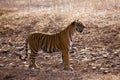 Side profile of a female tigress.