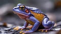 Side profile of fire-bellied toad in crouch with vivid underside and fingers spread, white Royalty Free Stock Photo
