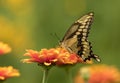 Side profile of Giant Swallowtail Papilio cresphontes Quebec