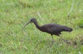 side profile of glossy ibis walking and foraging for food in the grass in the wild amboseli national park, kenya Royalty Free Stock Photo