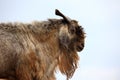 Side profile of a goat Royalty Free Stock Photo