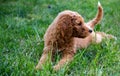 Side profile of a goldendoodle puppy