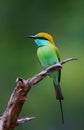 Side profile of a Green bee-eater Royalty Free Stock Photo