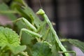 Side Profile of Green Praying Mantis