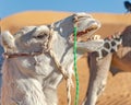 Young white dromedary camel grunting mouth open. Royalty Free Stock Photo