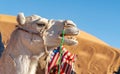 Young white dromedary camel grunting mouth open. Royalty Free Stock Photo