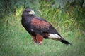 Side profile of a Harris's Hawk on the grass