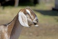 Side Profile Head of Nubian Goat