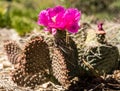 Side Profile of Hedgehog Cactus with single blossom