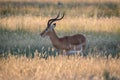 Side profile of an Impala ram. Royalty Free Stock Photo