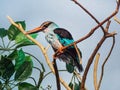 Side Profile of a Kingfisher Royalty Free Stock Photo