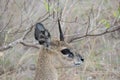 Side profile of a klipspringer antelope with only one horn.  Location: Kruger National Park, South Africa Royalty Free Stock Photo