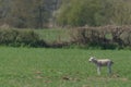 Side profile of a lamb bleating loudly, sticking its tongue out Royalty Free Stock Photo