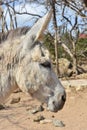 Side Profile Large Gray Mule with Big Ears