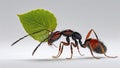 Side profile of leafcutter ant holding leaf segment, walking forward on white background Royalty Free Stock Photo