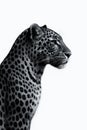 Side profile of a leopard in black and white. Royalty Free Stock Photo