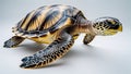 Side profile of loggerhead turtle swimming slowly with flippers extended, on white Royalty Free Stock Photo