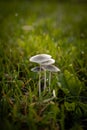 A side profile macro view of a delicate cluster or group of mushrooms and caps resembling an umbrella shape at sunrise with dew on