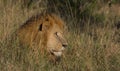 Side profile of male lion showing its head and luscious mane lying down in the grass of the wild masai mara, kenya Royalty Free Stock Photo