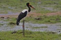 side profile of male saddle billed stork standing alert in the wild wetlands of amboseli national park, kenya Royalty Free Stock Photo