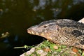 Side profile of a monitor lizard