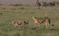 side profile of mother and cute baby cheetah cub walking in the wild plains of serengeti national park looking for prey, tanzania