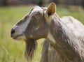 Side profile of nanny goat