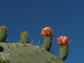 Side profile of orange flowers and thorny green leaves of the prickly pear or pear cactus - Opuntia - against a blue and white sky