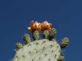 Side profile of orange flowers and thorny green leaves of the prickly pear or pear cactus - Opuntia - against a blue and white sky