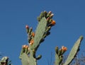 Side profile of orange flowers and thorny green leaves of the prickly pear or pear cactus - Opuntia - against a blue and white sky