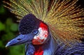 Head only portrait of a Grey Crowned Crane. Royalty Free Stock Photo