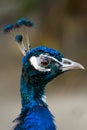 Side profile photo of Indian peafowl Pavo cristatus Royalty Free Stock Photo