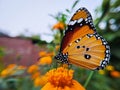 Side view of an orange butterfly on a flower Royalty Free Stock Photo