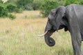 Side profile portrait of an African Elephant in Masai Mara in Kenya Royalty Free Stock Photo