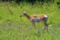 Side profile portrait of the female pronghorn (Antilocapra americana) in the field Royalty Free Stock Photo