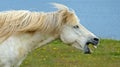 Side profile portrait of one furious wild white neighing icelandic horse head, open mouth showing teeth, blowing mane - Iceland Royalty Free Stock Photo